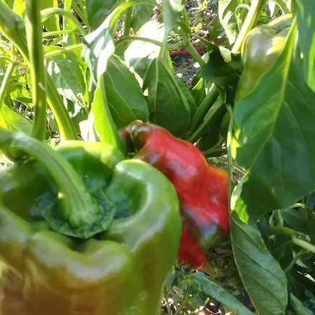 Carrucana Gospodarstwo agroturystyczne