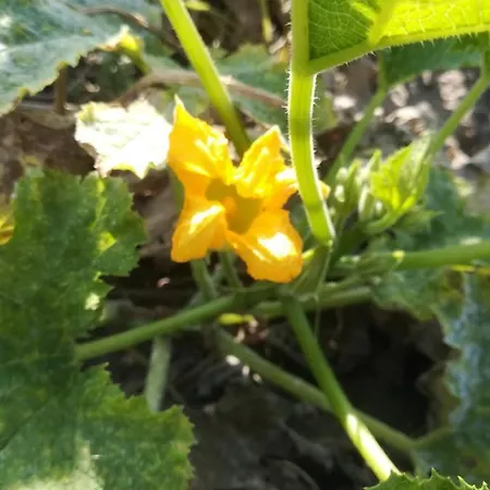 Carrucana Bauernhof *