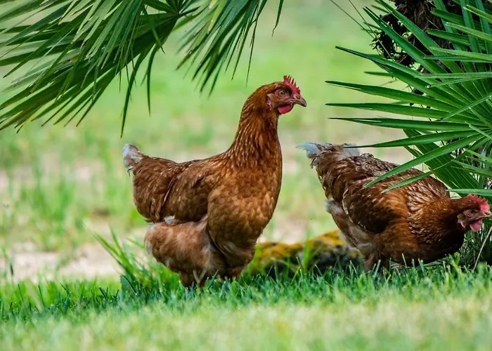 Carrucana Мартис