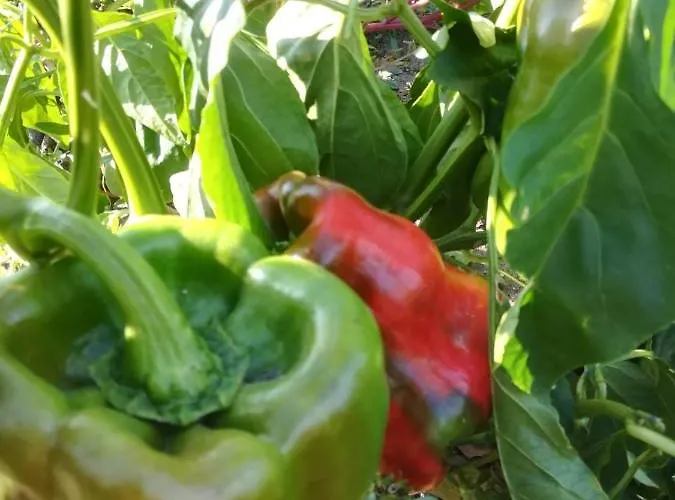 Carrucana Фермерский дом