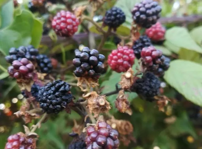 Carrucana * Мартис