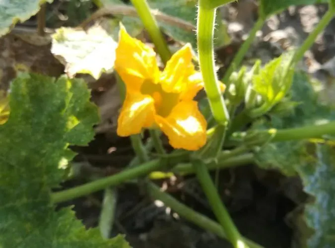 Carrucana Фермерский дом *